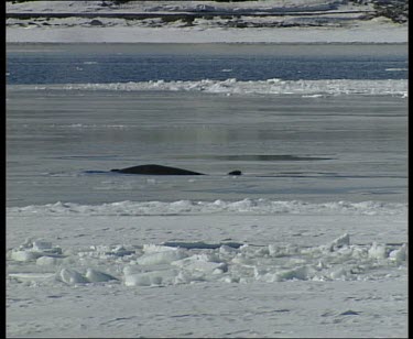 Minke whale breaching