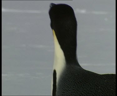 Emperor penguin sliding along ice, using flippers to paddle along ice.