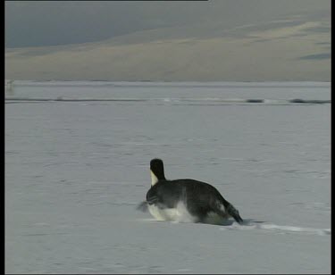 Emperor penguin sliding along ice, using flippers to paddle along ice.