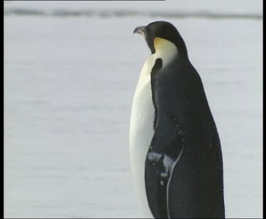 Emperor penguin flops onto belly and slides along ice, using flippers and wings to propel. Stands up and waves wings and calls.