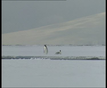 Minke whale breaches between ice. Emperor penguins watching in background.