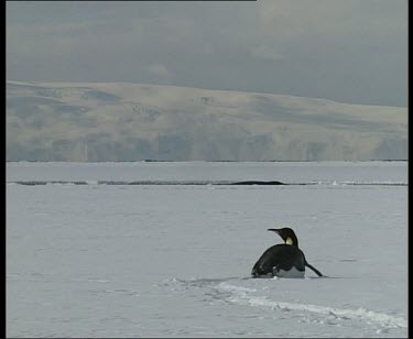 Minke whale blows and submerges. Emperor penguin in foreground.