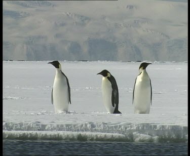 Three emperor penguins on edge of ice floe.
