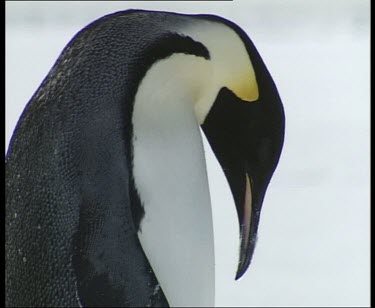Profile of Emperor penguin.