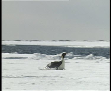 Emperor penguin flops onto belly and slides along ice, slipping into the sea.