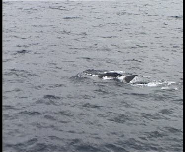 Pod of Minke whales porpoising