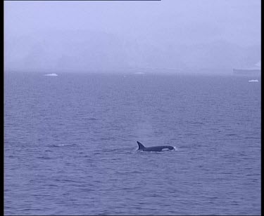 Pod of Minke whales porpoising