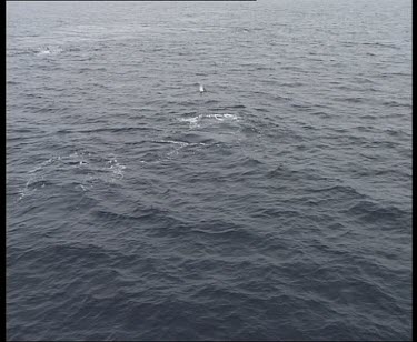 Pod of Minke whales porpoising
