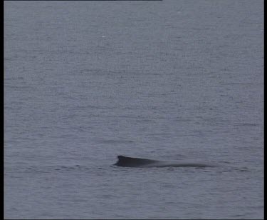 Minke whale blowing and submerging