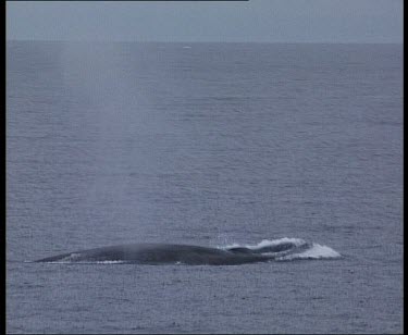 Minke whale blowing and submerging