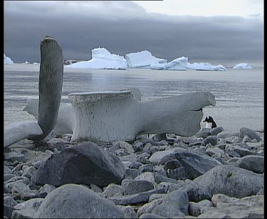 Bleached whale bone on rocky shoreline. Emperor penguin preening in background.