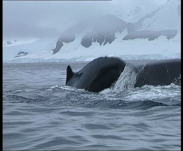 Humpback Whale submerging, tail lifts up and gracefully submerges.