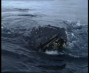 Humpback whale head, swimming upside down.