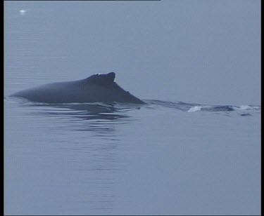 Two Whales submerging and lifting tail.