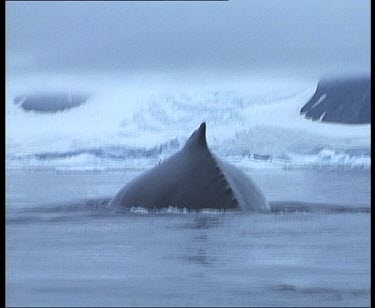 Whale submerging and lifting tail.