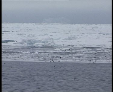 Birds flying above ice.