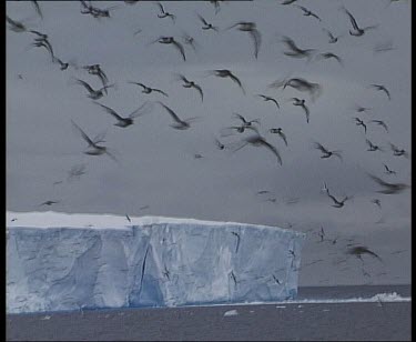 Birds flying above ice glacier.