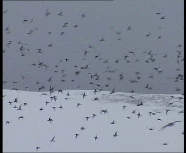 Birds flying above ice.