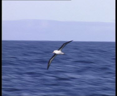 Albatross flying