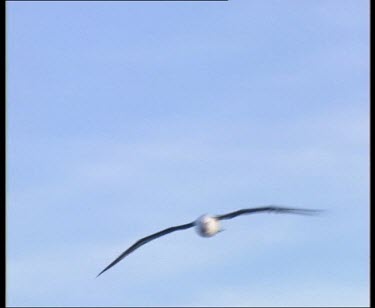 Albatross flying