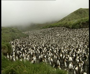 Crowded colony rookery of royal penguins