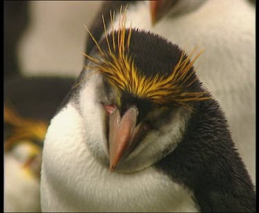 Portrait of royal penguin, funny eyebrows.