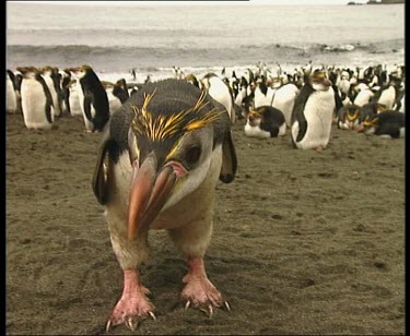 Royal penguin looking at camera, curiously pecking at lens.