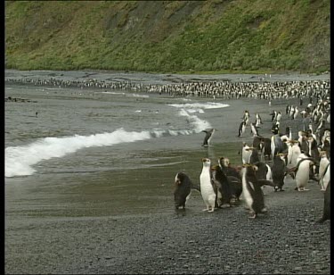 Royal penguins at edge of water, waddling in