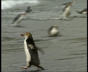 Penguins diving into water