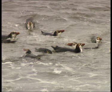 Penguins swimming in breakers, look like ducks.