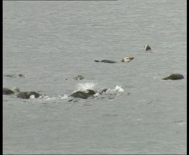 Penguins swimming, seaweed in foreground