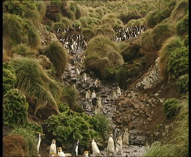 Parade of penguins marching single file down a hill, along a path.