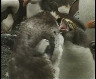 Moulting chick tries to beg for food from adult