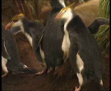 Zoom in on royal penguin