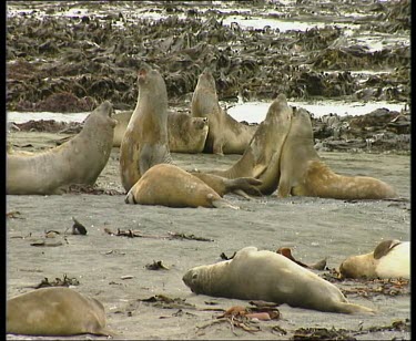 Elephant seals wrestling on beach. Three different pairs all fighting