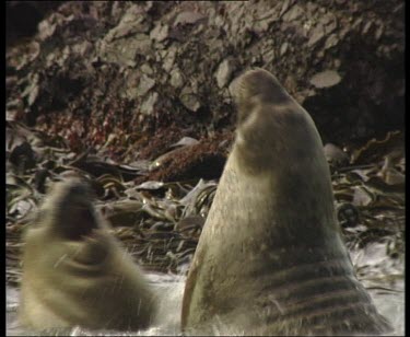 Elephant seals in sea, wrestling, fighting
