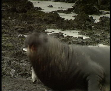 Elephant seal slithering, sliding up beach