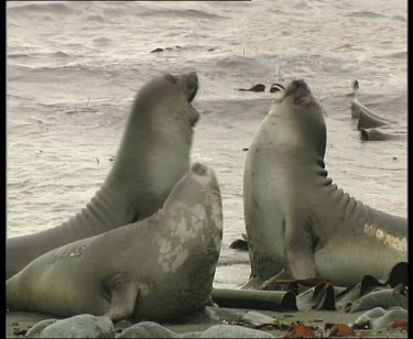 Elephant seals wrestling, fighting