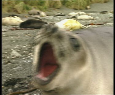 Elephant seal aggressive yawn towards camera