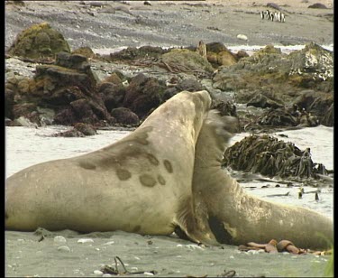 Elephant seals fighting, the larger dominant one pushes the other towards the water