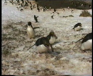 Rockhopper penguins hopping up steep icy slope