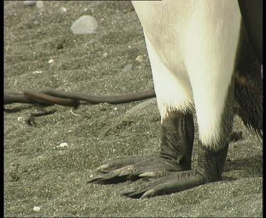 King penguin