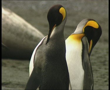 penguins preening