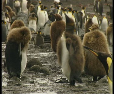 Chicks moulting into adult plumage