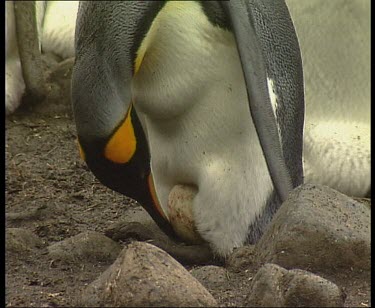 Adult penguin nesting egg on feet
