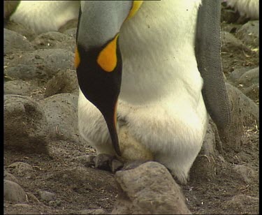 Adult penguin nesting egg on feet and trying to carefully "shuffle" around