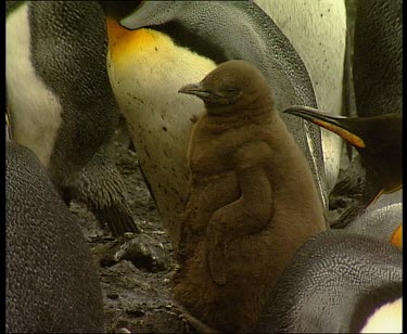 penguin chick with adults