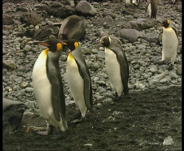 King penguins walking in a line
