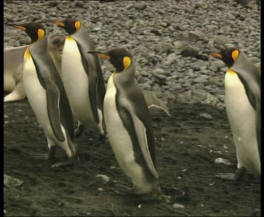 King penguins walking in a line away from camera