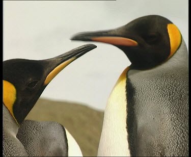 King penguins "kissing", touching and knocking beaks